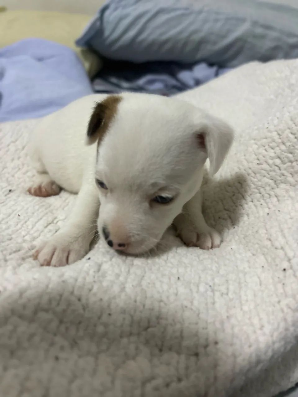 Jack Russel - Foto 3
