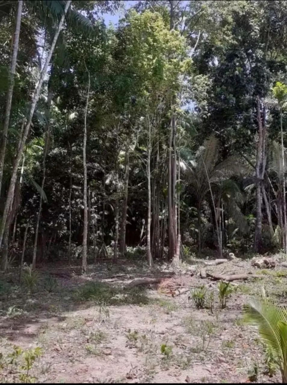 TERRENO NO RIO MATAPI  - Foto 2