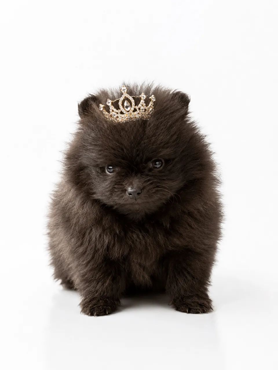 FILHOTE DE LULU DA POMERANIA ANÃO EXÓTICO - Foto 2
