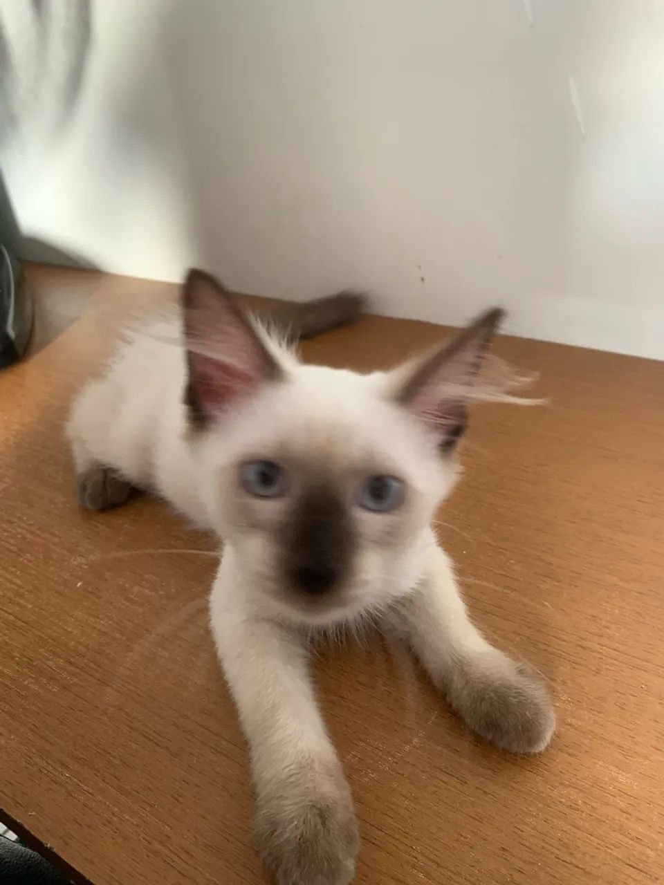 doação de gato - Foto 4