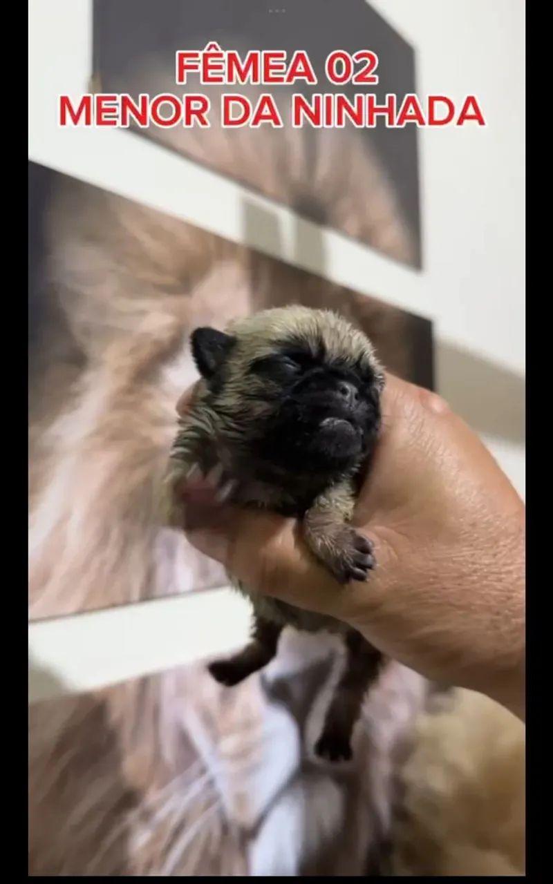 Pug - Foto 2