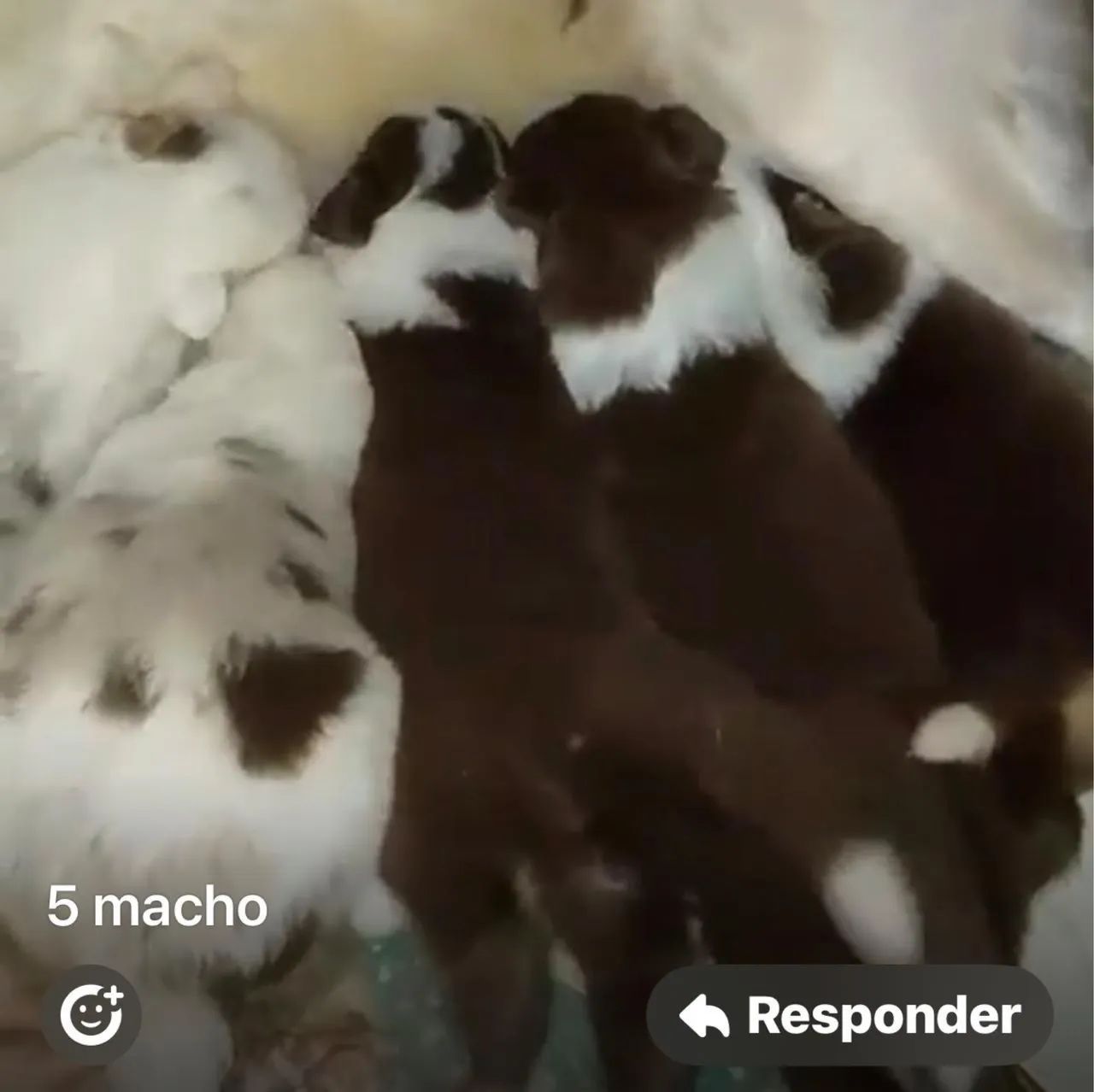 Border collie para espaço aberto 