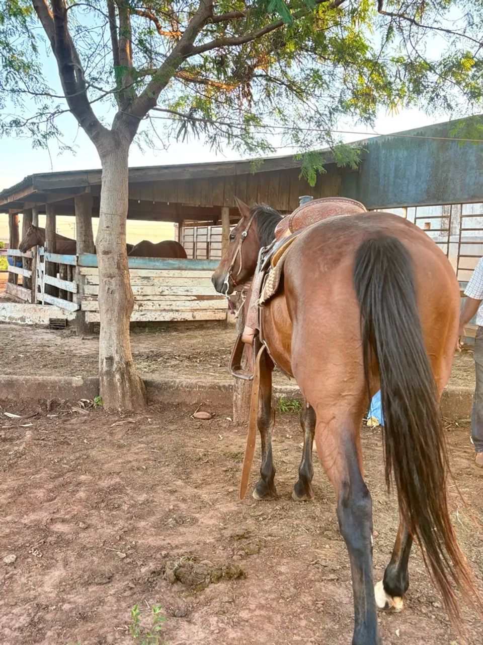 Egua - Quarto de Milha Pura - Foto 3