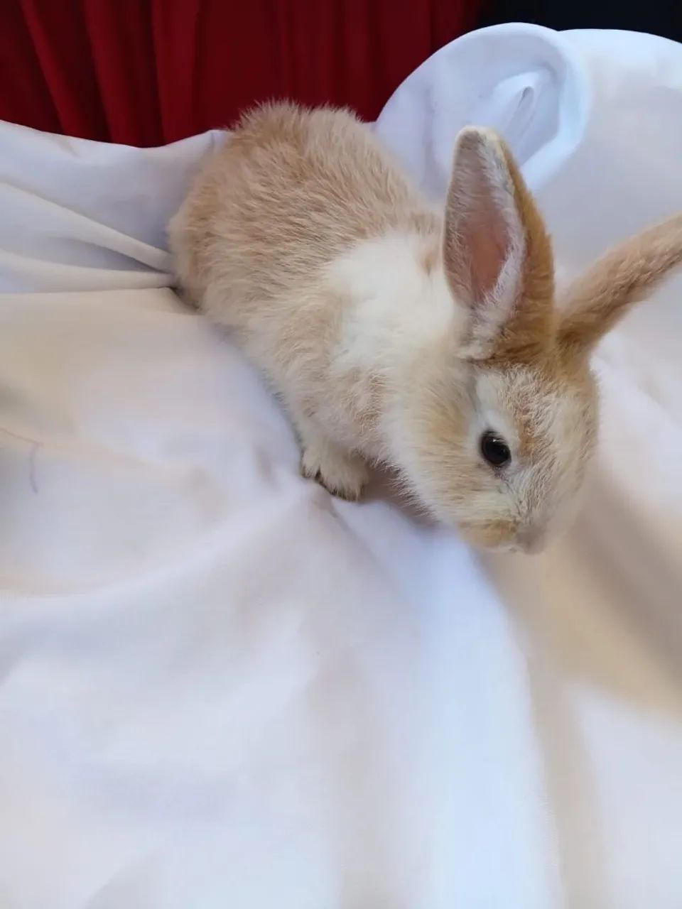 Coelhos 