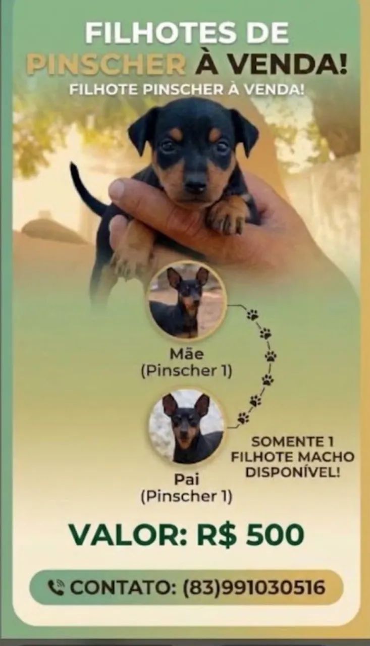 Cachorro 