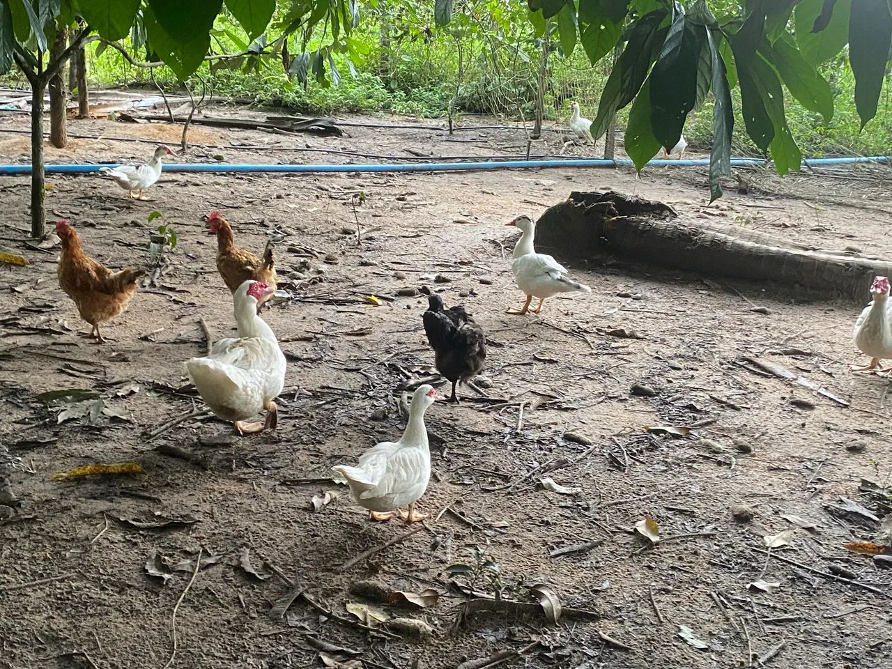 Vendo Patos  - Foto 4