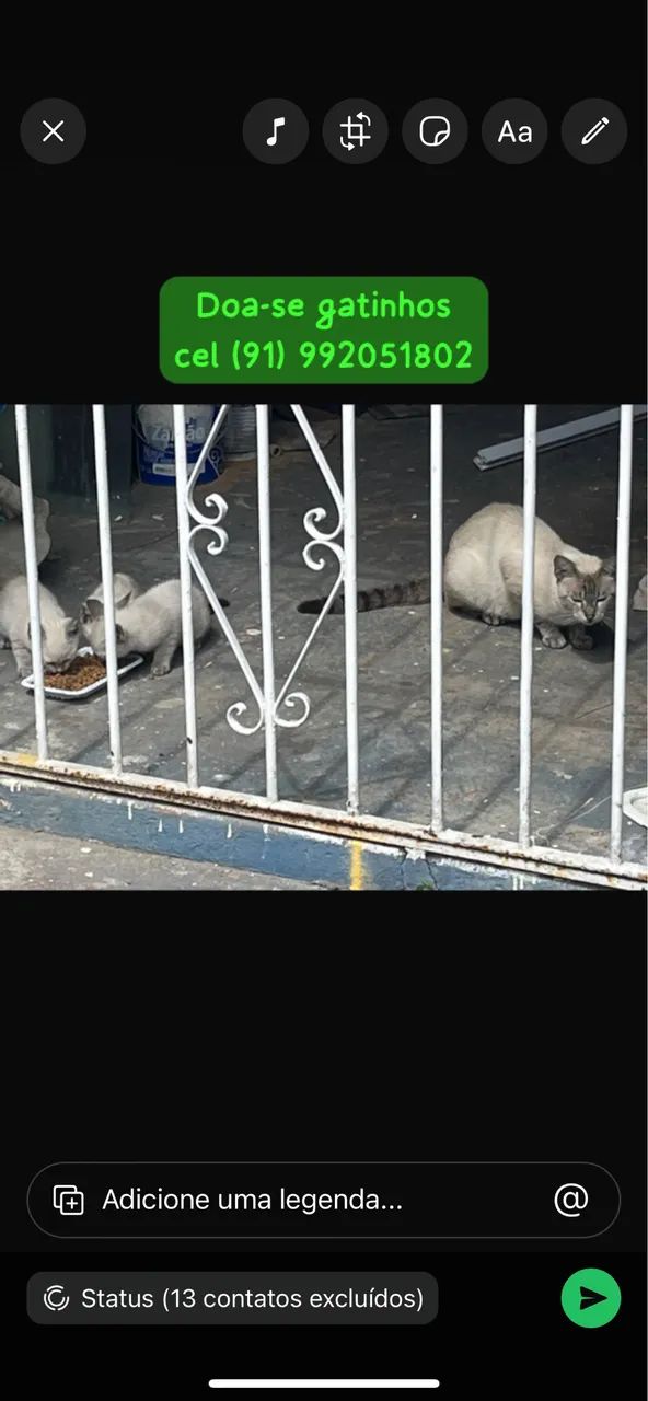 Doa-se lindos gatinhos (a mãe tem olhos claros)