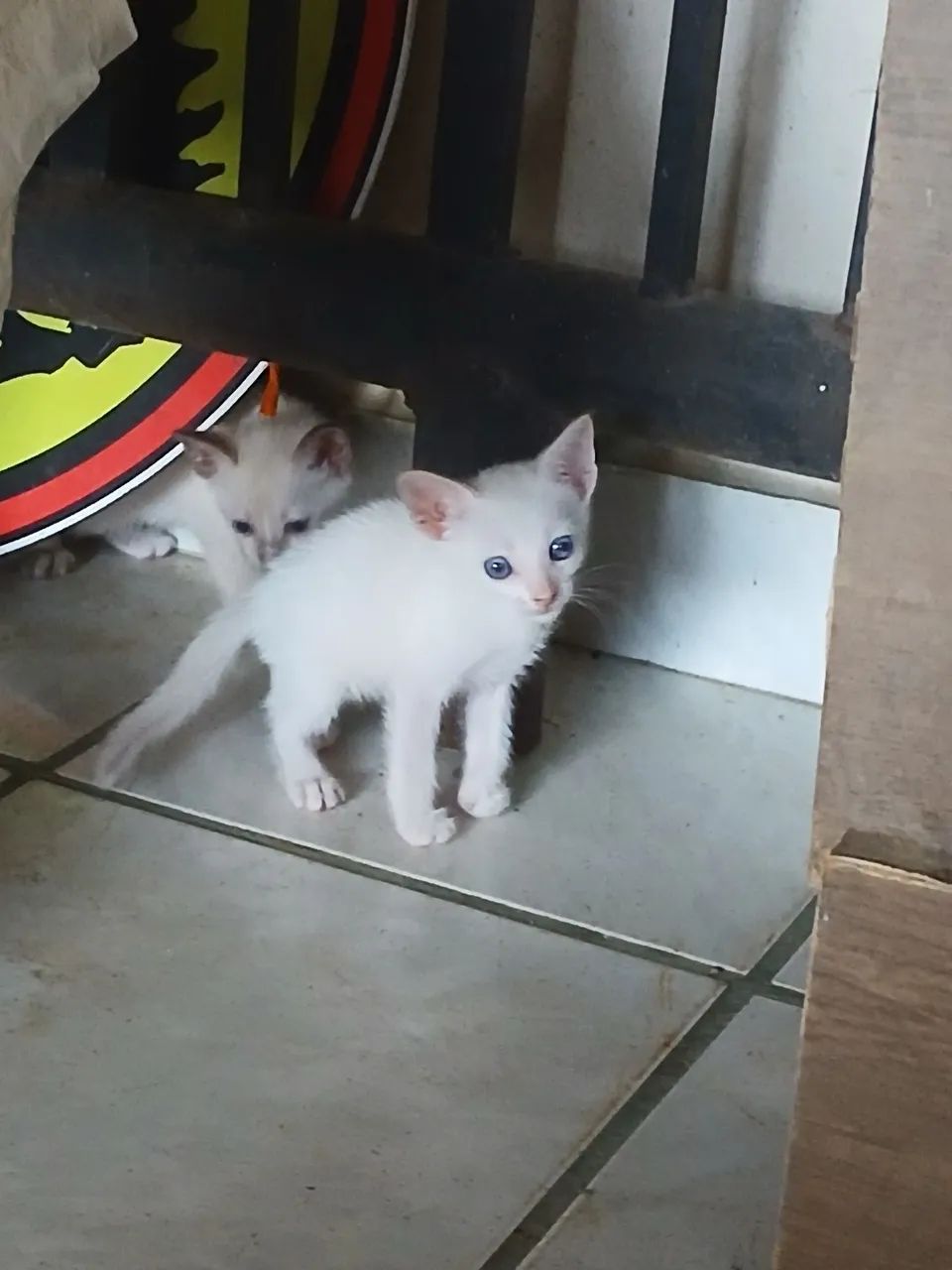 Adoção responsável gato - Foto 3