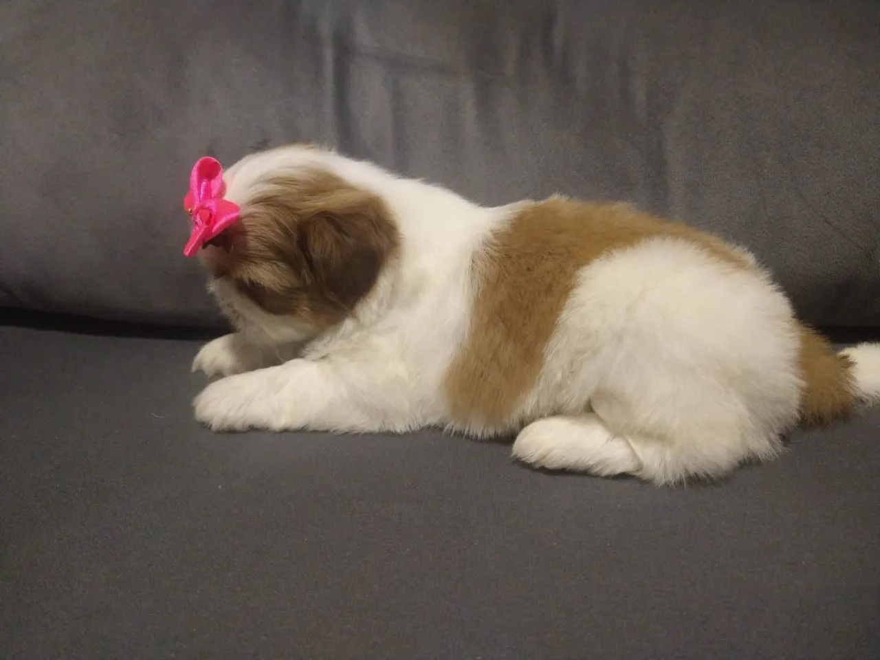 Shitzu Mini - Foto 4