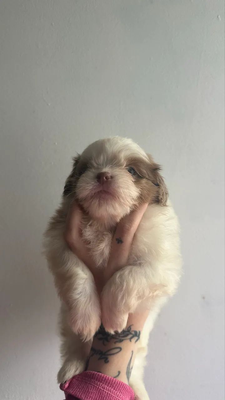 Shihtzu machinho - Foto 4
