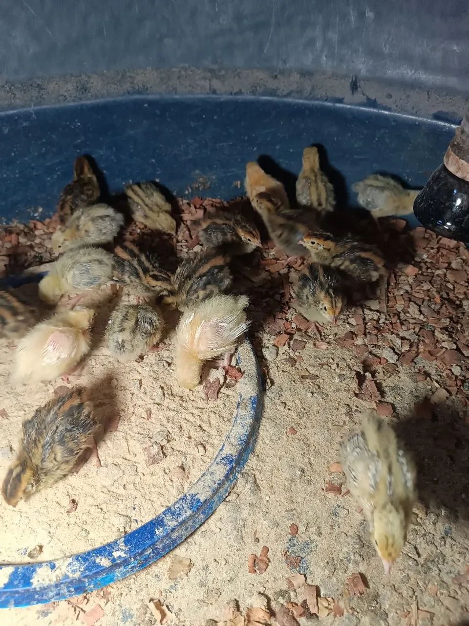 RAÇÃO CODORNAS 24,5% PROTEÍNA  - Foto 2