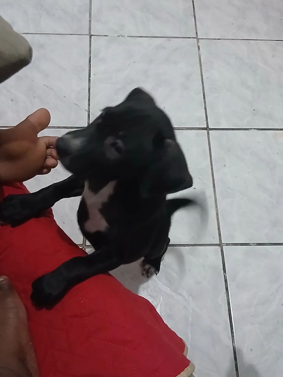 Doação  - Foto 5