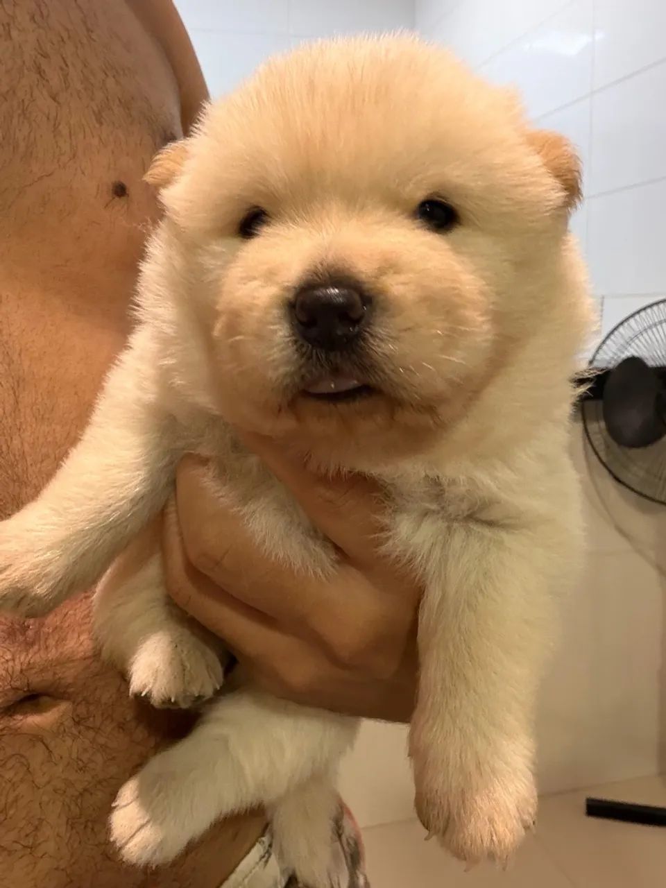 VENDE-SE CHOW-CHOW BRANCO - Foto 3
