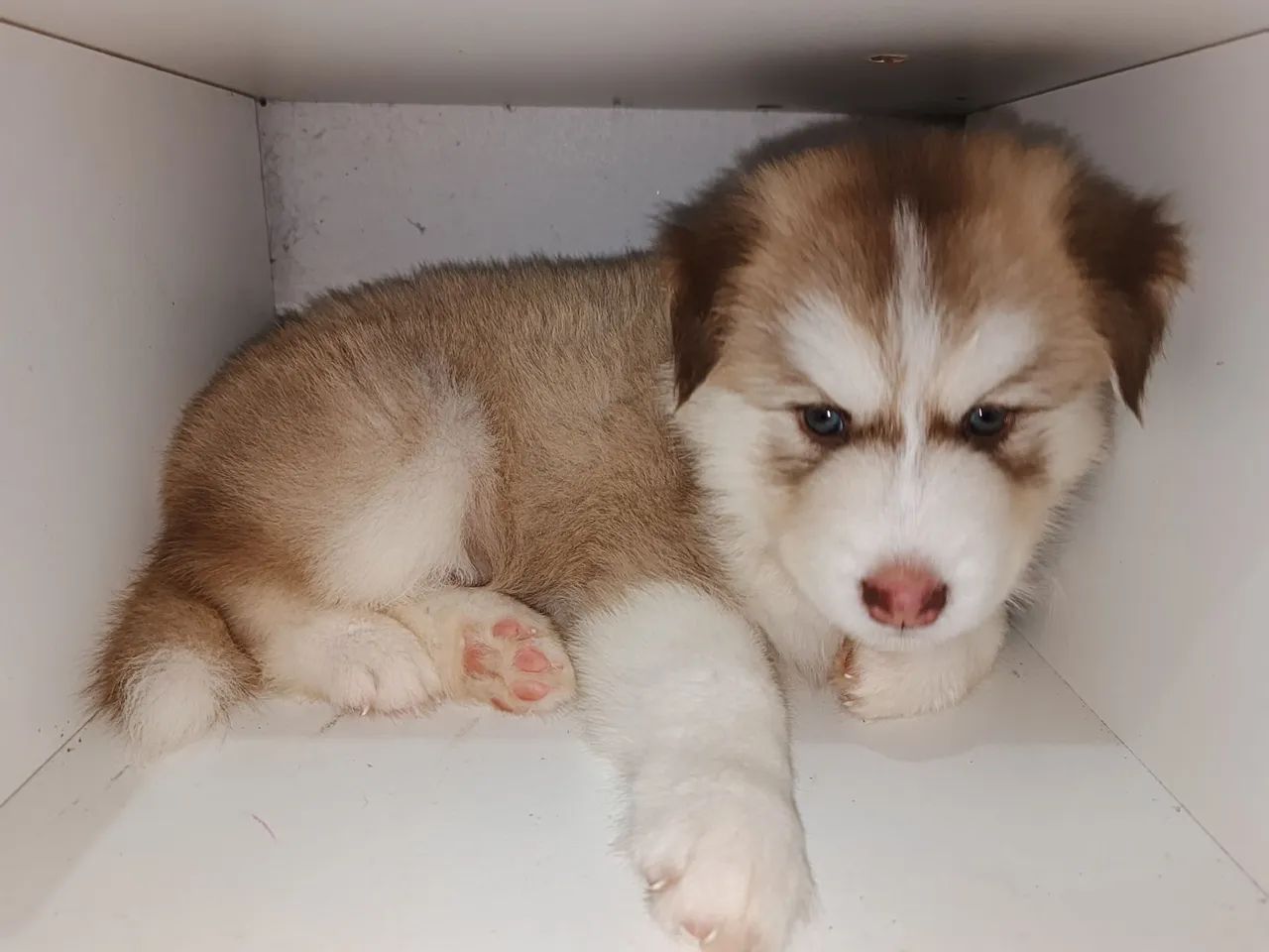 Husky siberiano  - Foto 3
