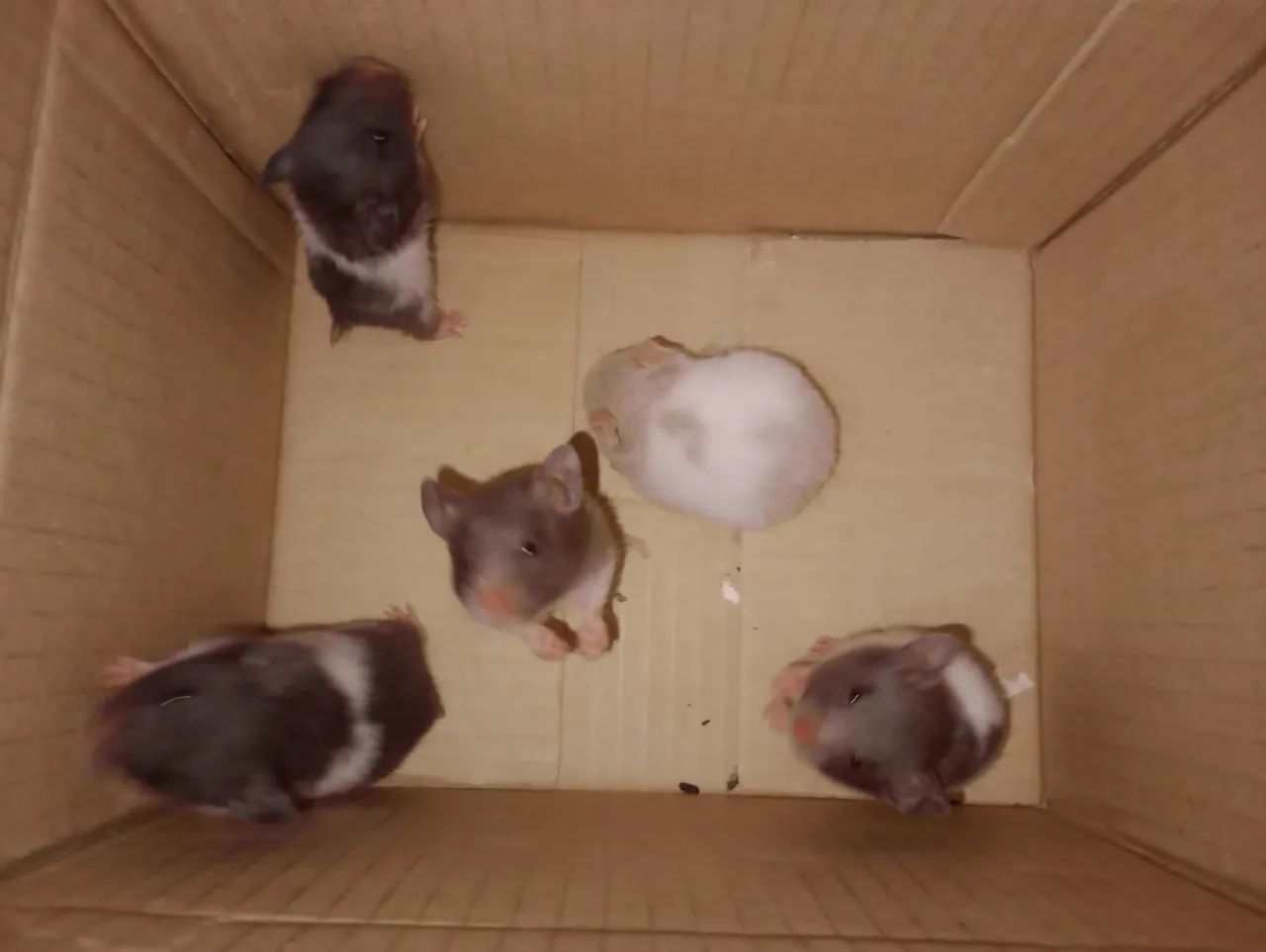 Hamster sírio filhotes - Foto 3