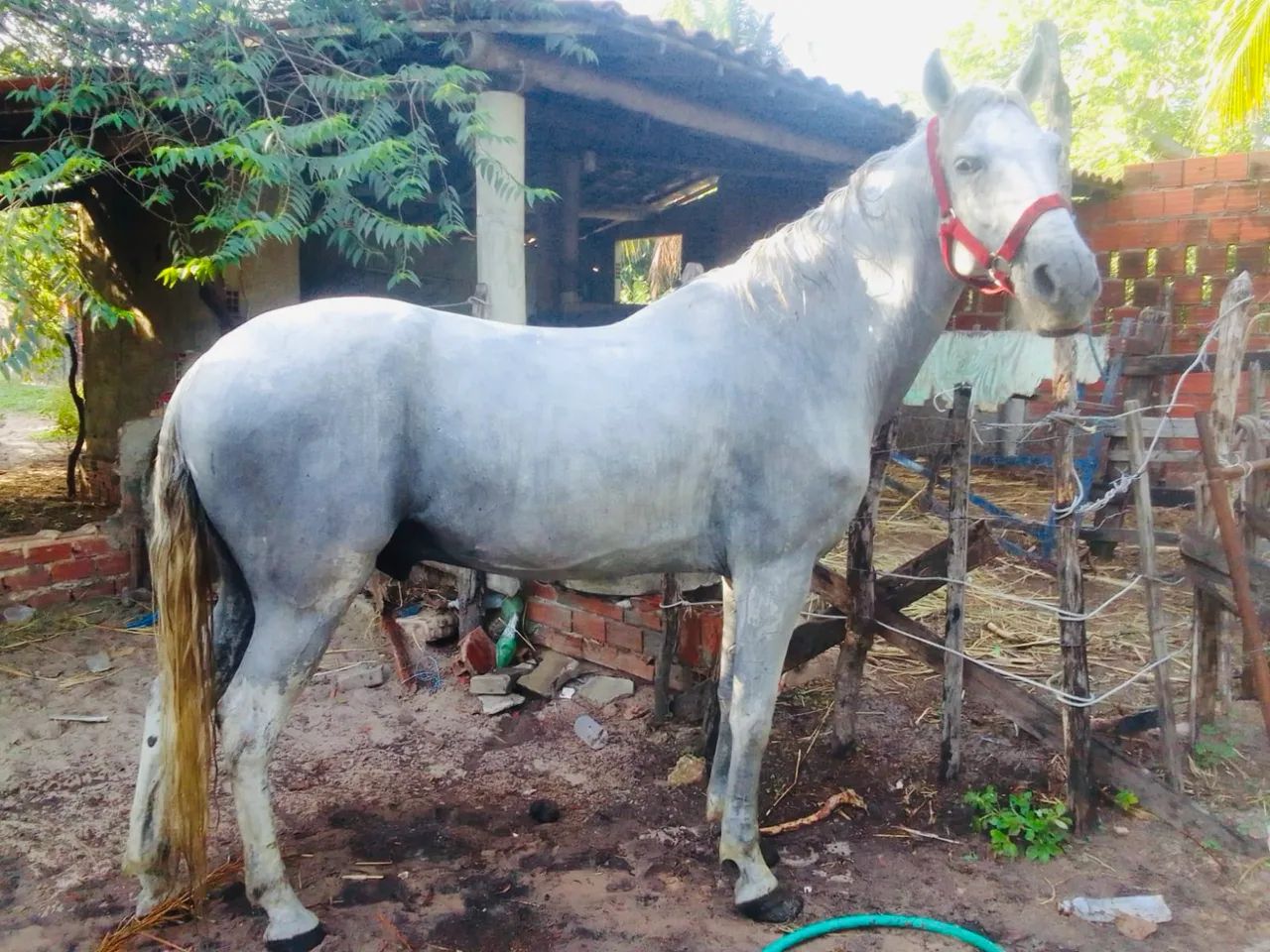 Vendo cavalo 