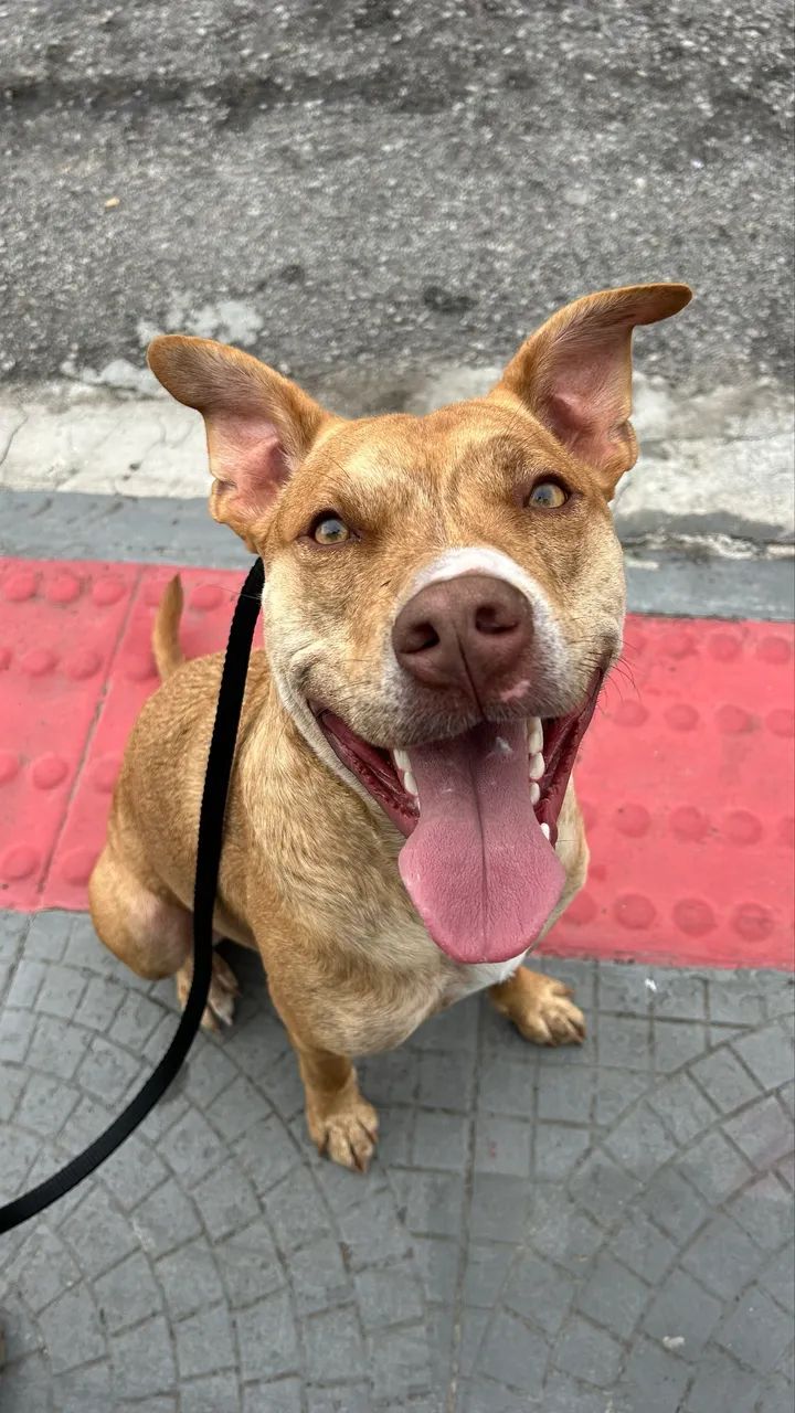 Adestramento de cães Florianópolis  - Foto 4