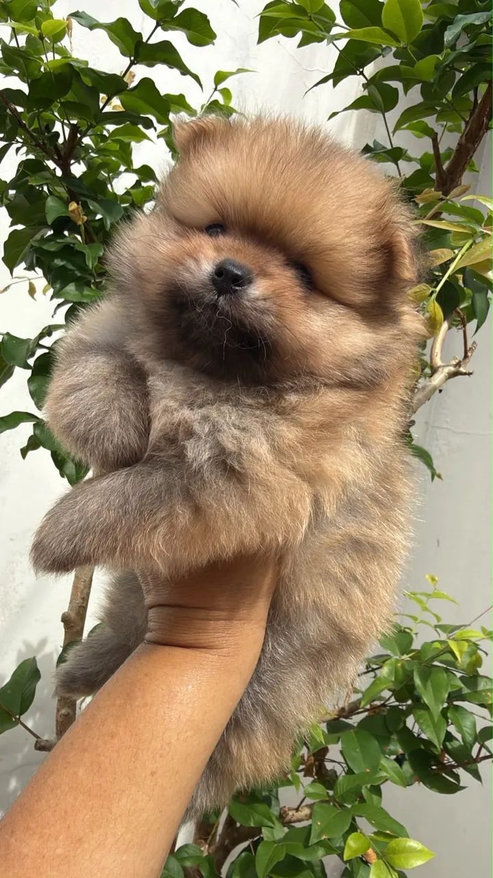 Spitz alemão anão  - Foto 4