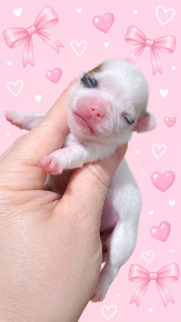 Fêmea muito mini disponível para reserva  - Foto 5