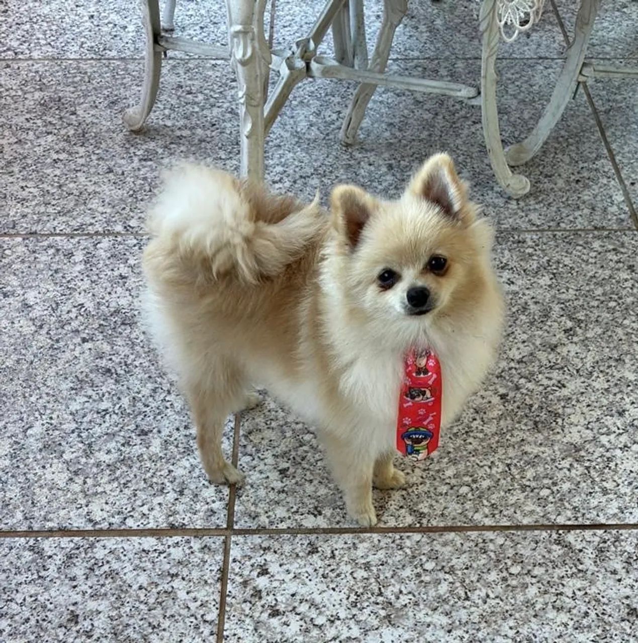 Cachorrinho lulu