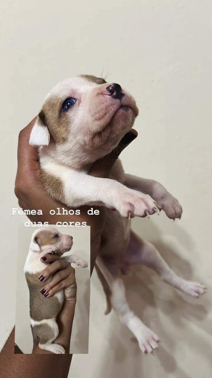 Pitbulls PURO - Foto 2