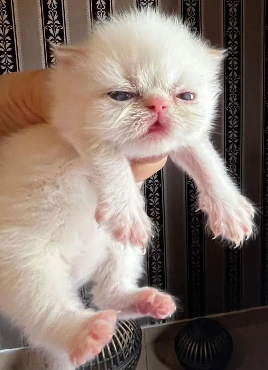 Tenho gatinhas persas - Foto 5