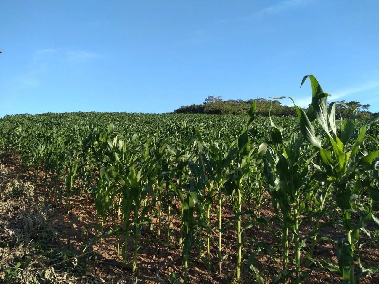 Fazenda Rio da Cova  - Foto 4
