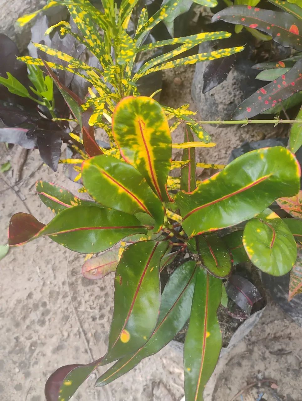 Vendo mudas de croton  - Foto 3