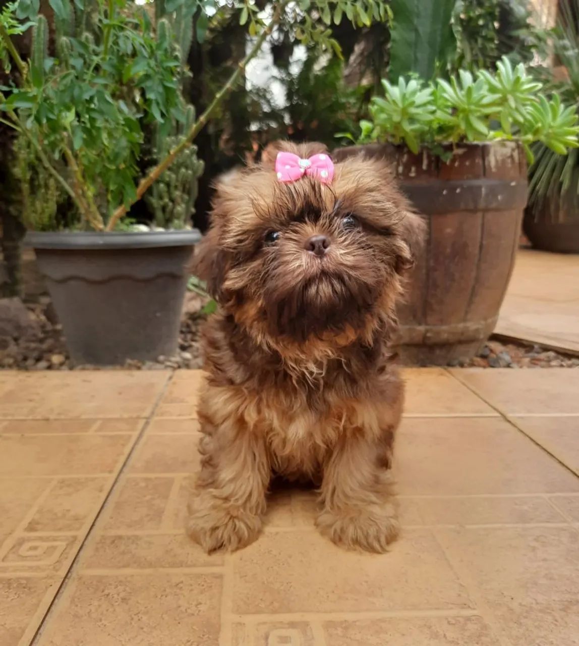 Shih tzu - Foto 5