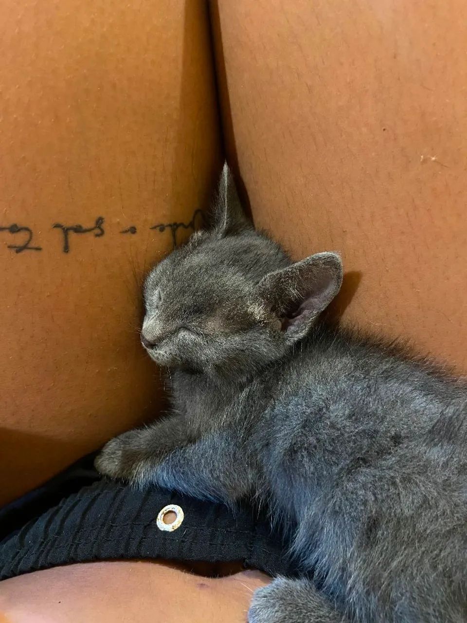 Gatinha 
