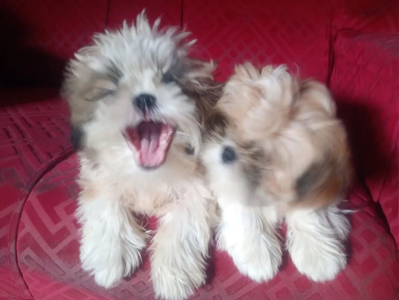 Filhotes SHIH TZU - Foto 4