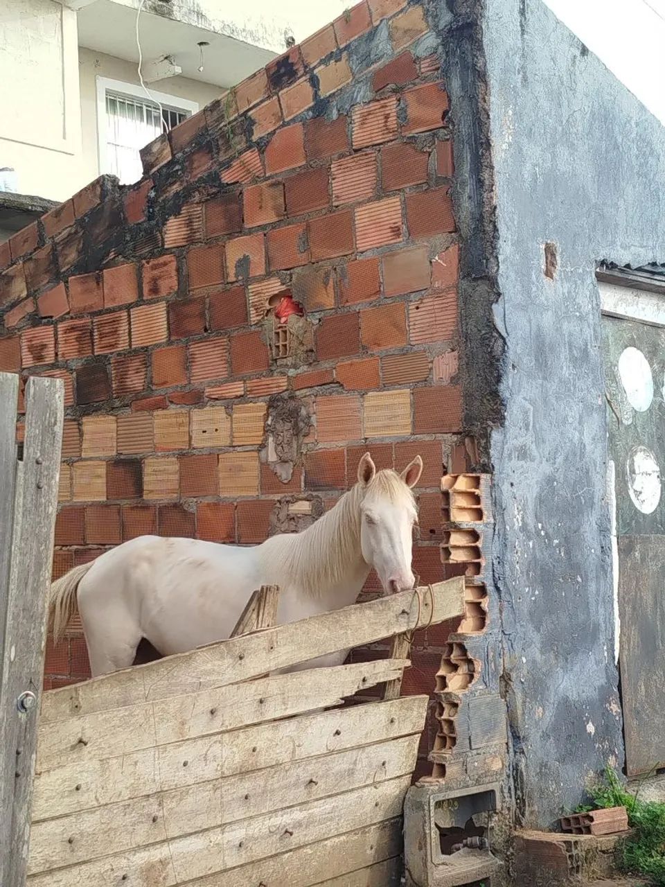 Potra gasa  - Foto 2