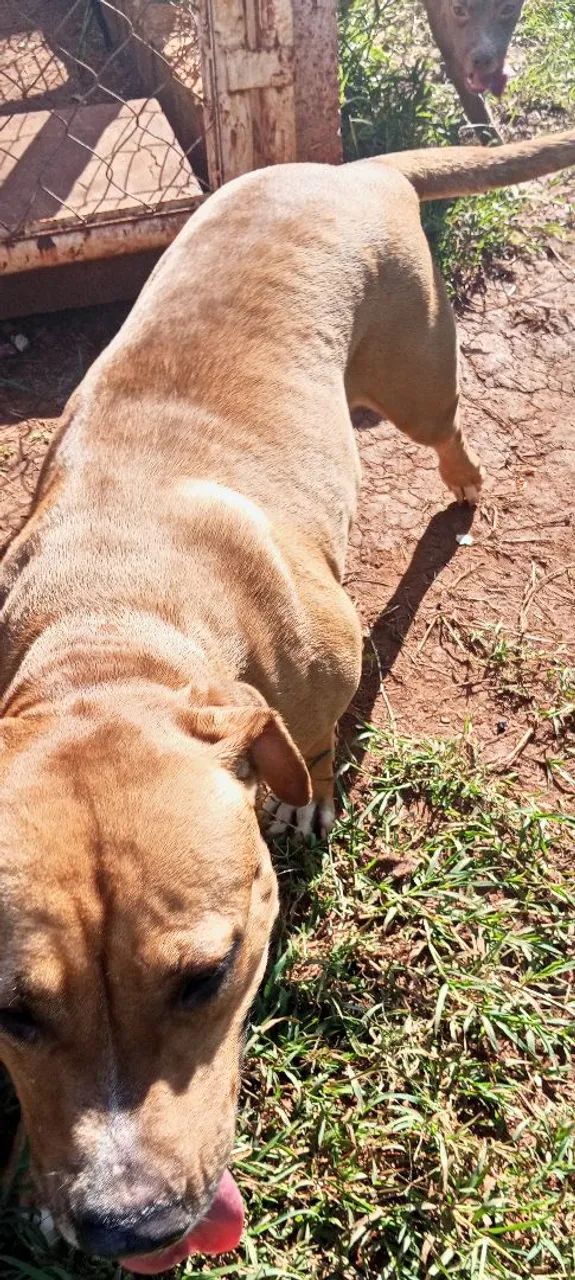 Doa-se cachorra mansa porém o para proteção e guarda - Foto 4