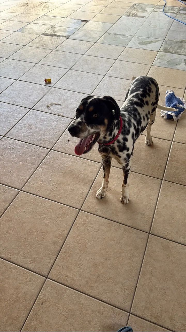 vende-se Dalmata  - Foto 2