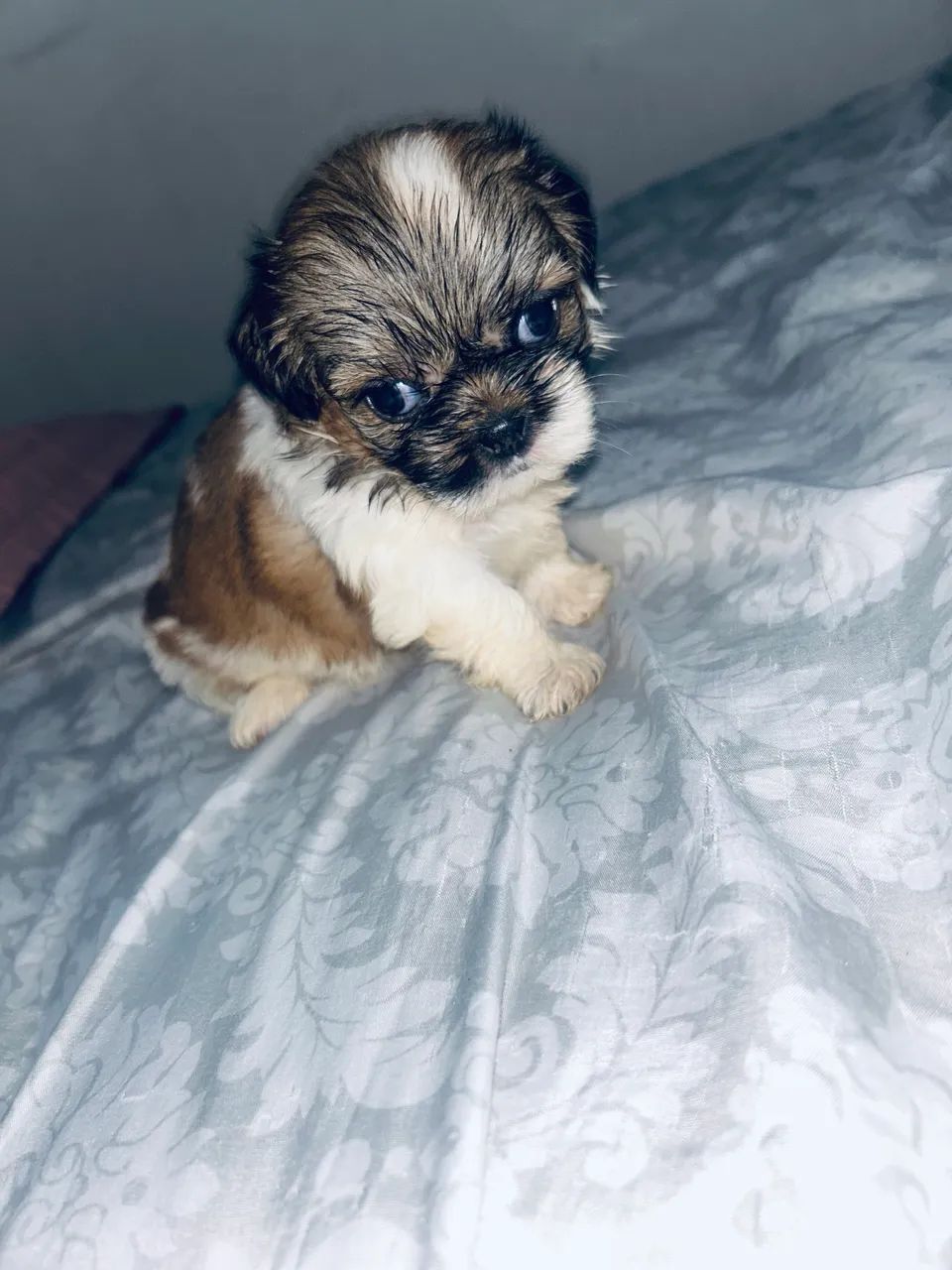Shih tzu  - Foto 4