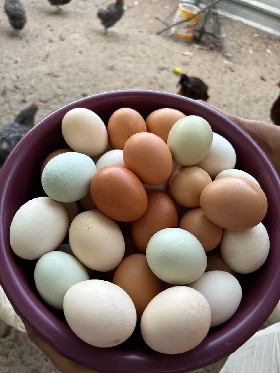 Pintinhos GLC ovos coloridos - Foto 2