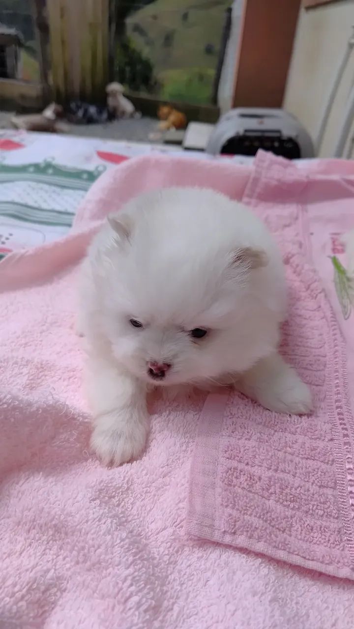 Cachorro lulu  - Foto 2