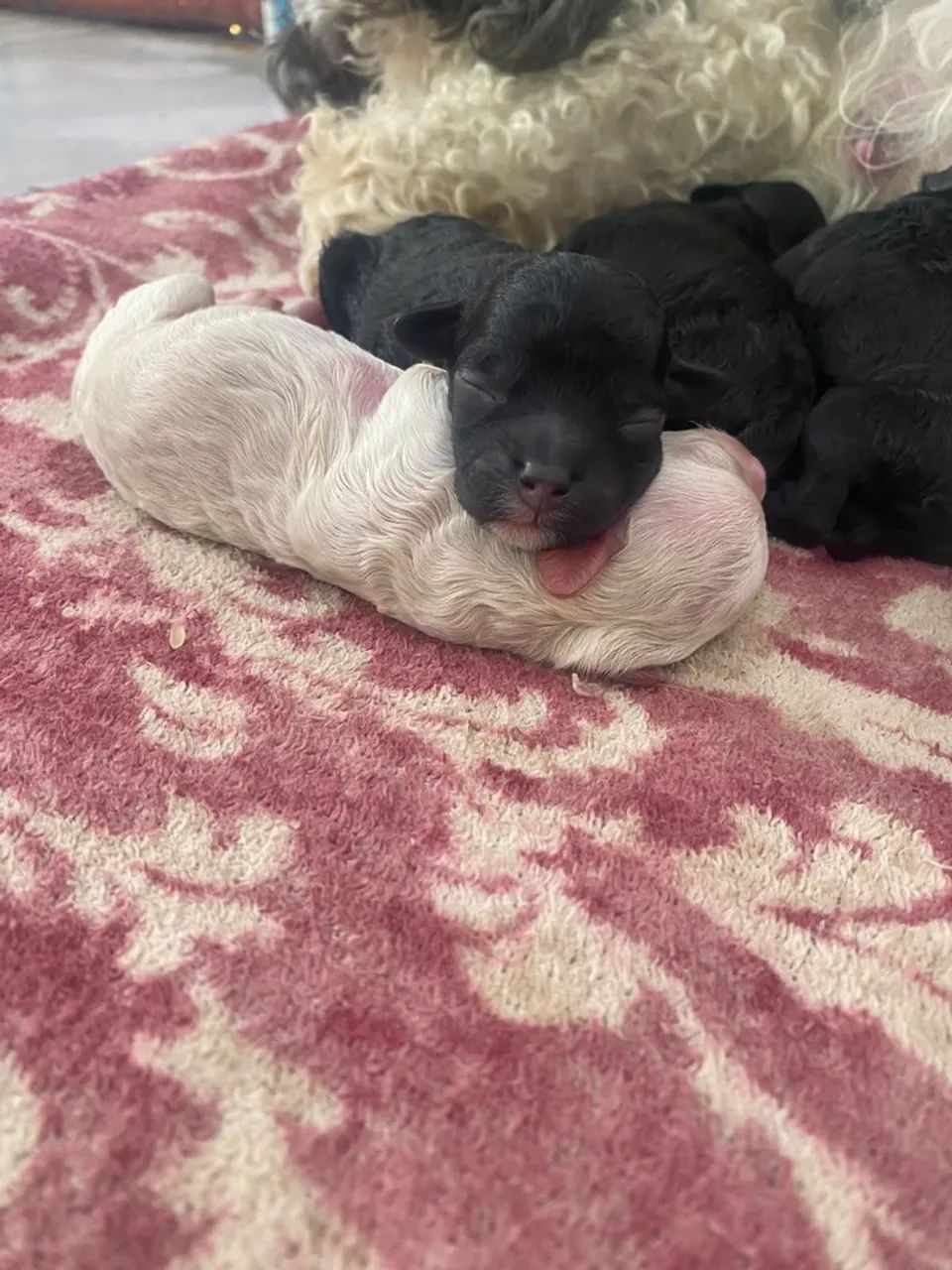 Cachorro podlle  - Foto 2