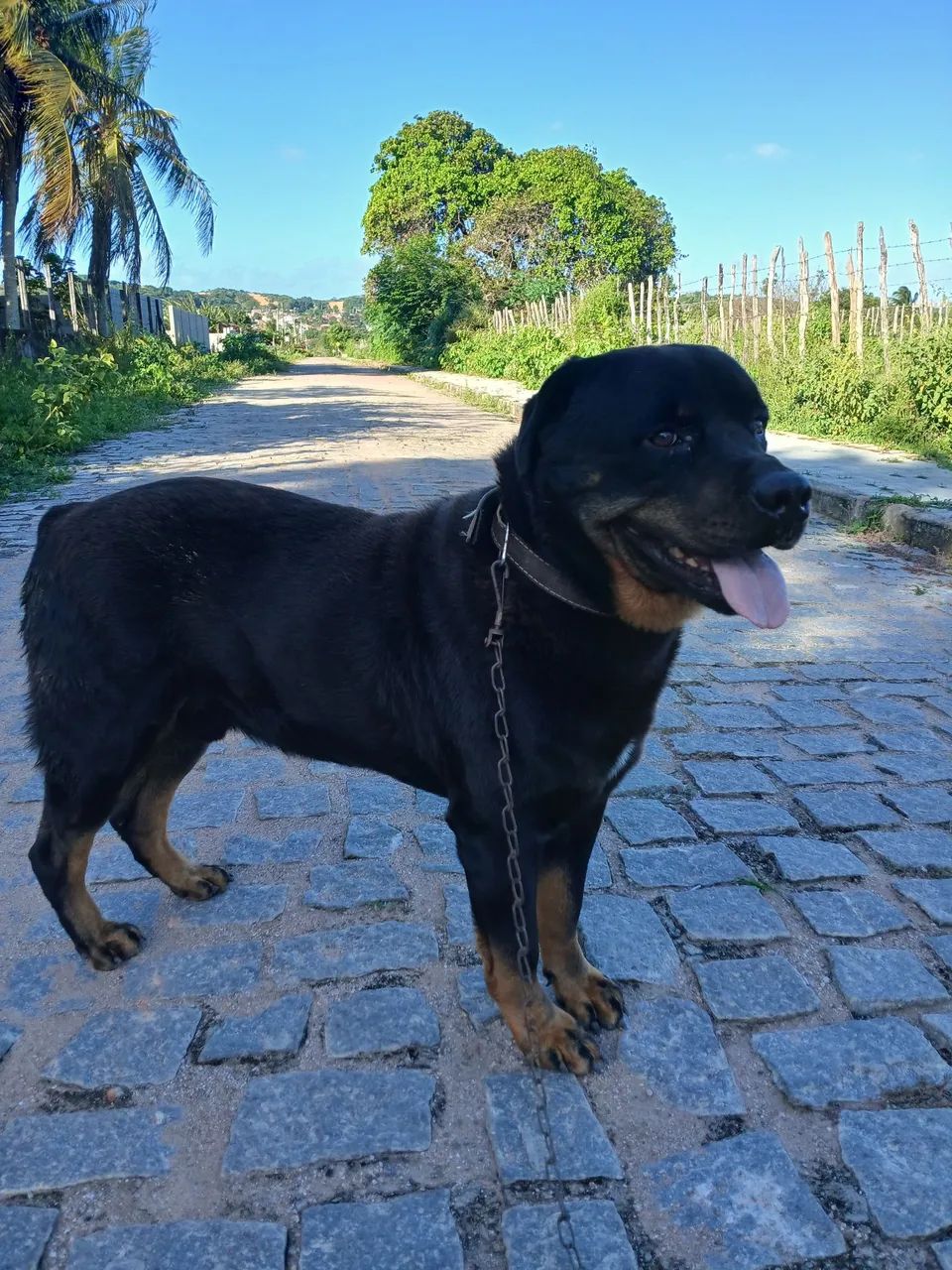 Doação de rotwailler  - Foto 4