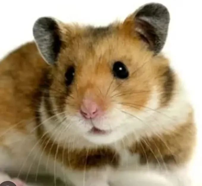 Seu amiguinho esta na Chácara S. S - Foto 5