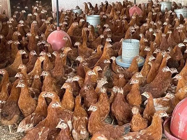 VENDO GALINHA POEDEIRA