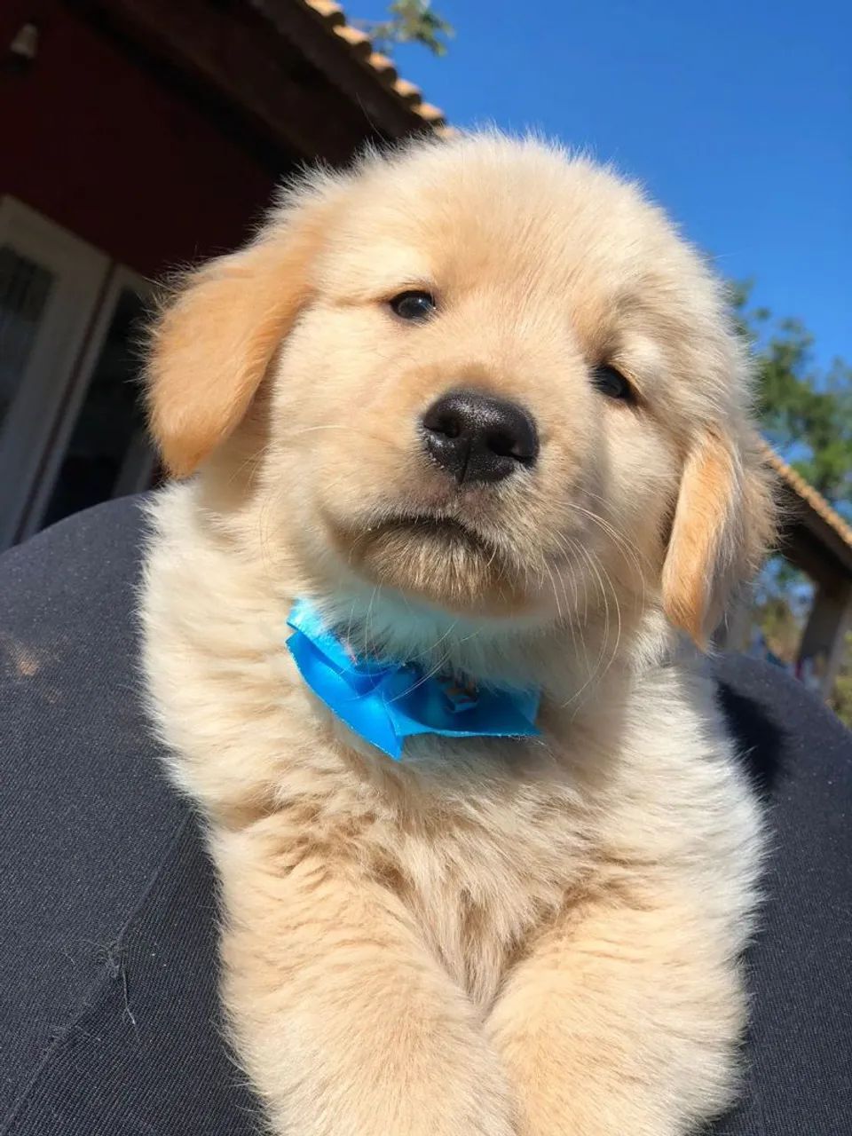 Golden Retriever show 