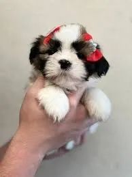 shih tzu é dócil.