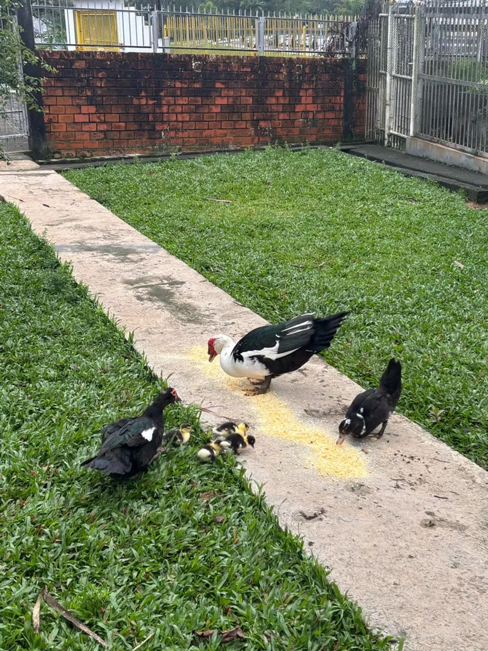 Patos - Foto 4