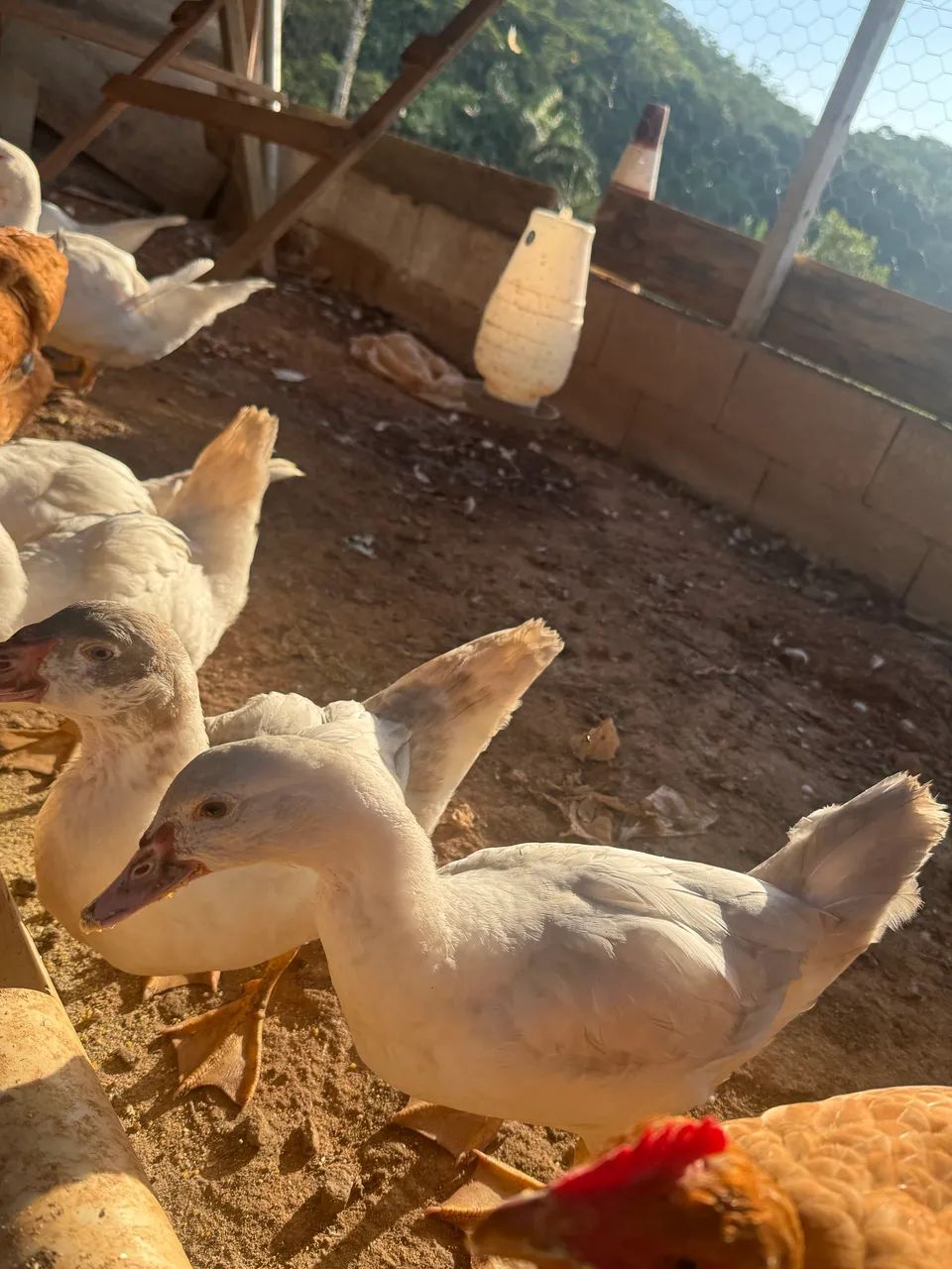 Patos - Foto 4