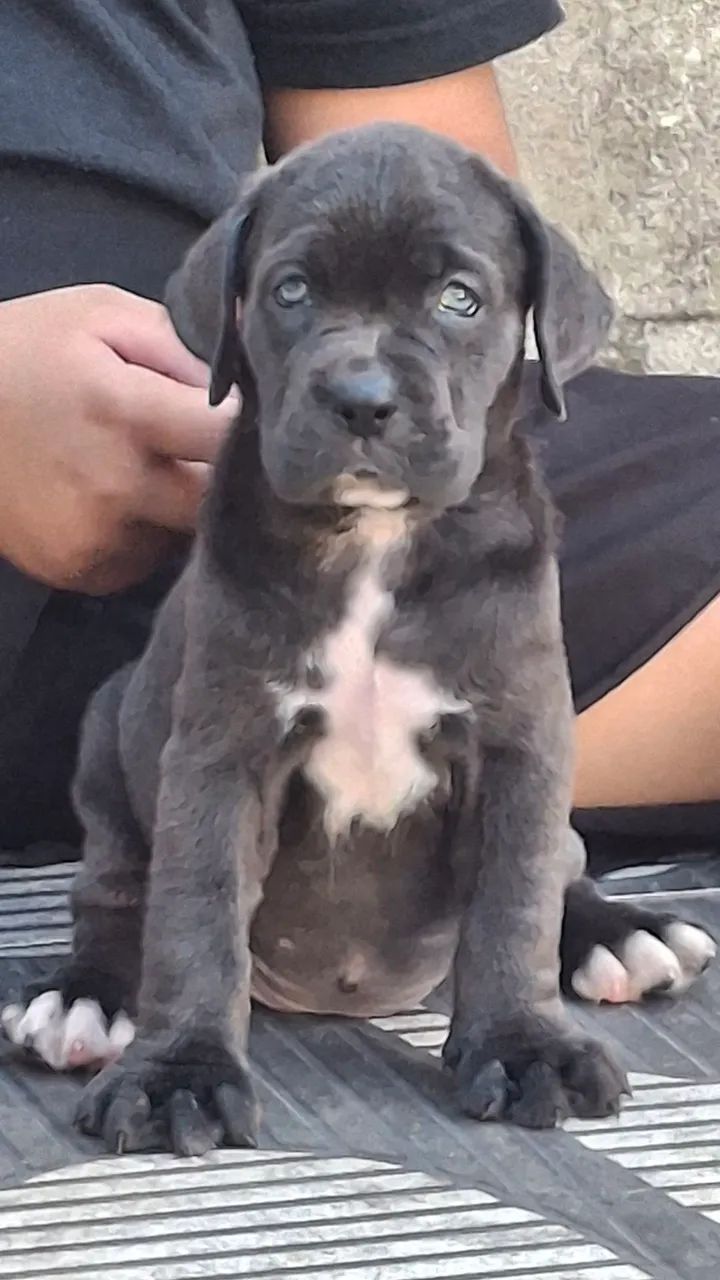 Cane corso - Foto 4