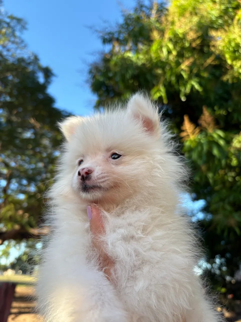 Spitz alemão  - Foto 3