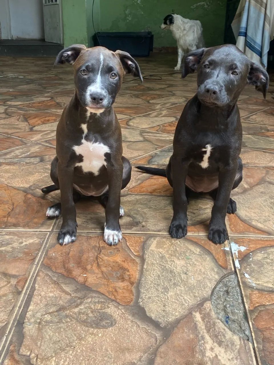 Filhotes pitbull com labrador  - Foto 4