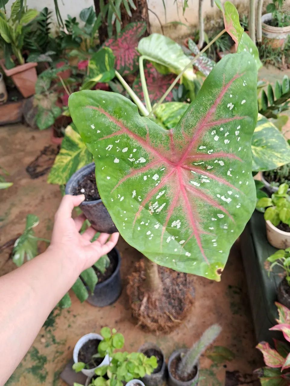 Plantas R$10,00  - Foto 4