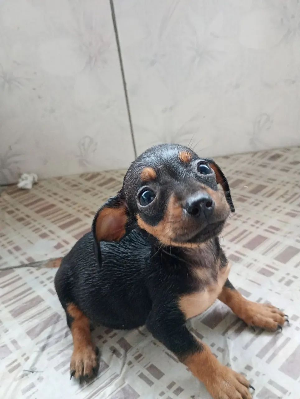 Basset dachshund  - Foto 3